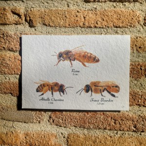 Cartes à planter