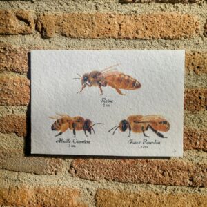 Carte à planter avec 3 types d'abeilles